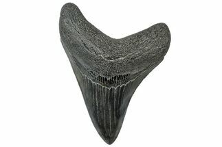 Serrated, Fossil Megalodon Tooth - South Carolina #312092