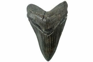 Fossil Megalodon Tooth - South Carolina #312096