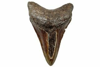 Juvenile Megalodon Tooth - South Carolina #312104