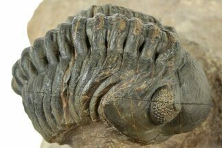 Curled Reedops Trilobite - Atchana, Morocco #312340