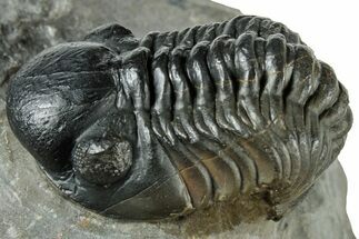 Reedops Trilobite Fossil - Atchana, Morocco #312348