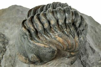 Curled Reedops Trilobite Fossil - Atchana, Morocco #312353