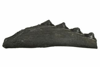 Bizarre Shark (Edestus) Jaw Section with Teeth - Carboniferous #312509