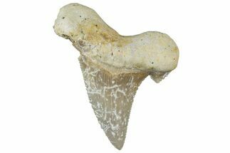 Serrated Sokolovi (Auriculatus) Shark Tooth - Dakhla, Morocco #312629