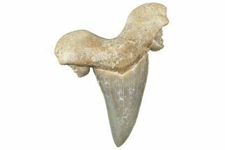 Serrated Sokolovi (Auriculatus) Shark Tooth - Dakhla, Morocco #312636