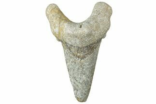 Serrated Sokolovi (Auriculatus) Shark Tooth - Dakhla, Morocco #312640