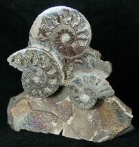 Pyritized Kosmoceras Ammonite Fossils - Artistically Mounted #16940