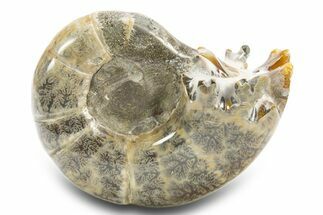 Polished, Chambered Ammonite (Argonauticeras) Fossil - Madagascar #312327