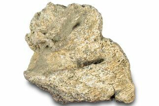 Dinosaur (Triceratops) Frill Shield Section - Montana #312278