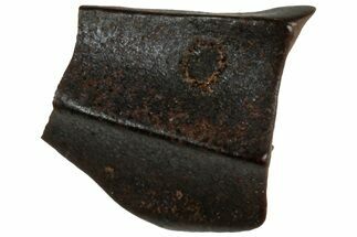 Fossil Hadrosaur (Edmontosaurus) shed Tooth - Wyoming #312569