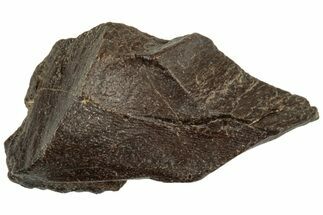 Bargain, Fossil Dinosaur (Triceratops) Partial Tooth - Montana #312595