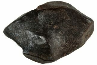 Fossil Dinosaur (Triceratops) Partial Tooth Root - Montana #312608