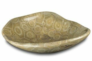 Polished Fossil Coral (Actinocyathus) Dish - Morocco #312159