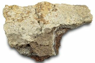 Dinosaur (Triceratops) Bone Section - Montana #312309