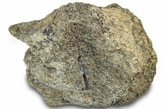 Dinosaur (Triceratops) Bone Section - Montana #312312