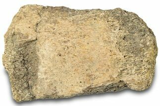 Dinosaur (Triceratops) Bone Section - Montana #312314