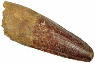 Fossil Spinosaurus Tooth - Real Dinosaur Tooth #312897