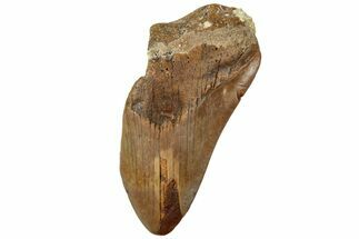 Partial, Fossil Megalodon Tooth From Morocco - Rare Location #312835