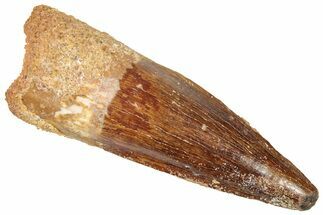 Fossil Spinosaurus Tooth - Real Dinosaur Tooth #312968