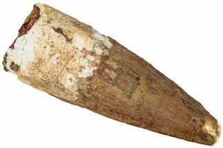 Fossil Spinosaurus Tooth - Real Dinosaur Tooth #312979