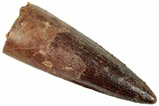 Fossil Spinosaurus Tooth - Real Dinosaur Tooth #312980