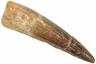 Fossil Spinosaurus Tooth - Real Dinosaur Tooth #312998