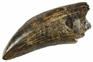 Beautiful Serrated Tyrannosaur Tooth - Judith River Formation #313297