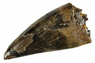 Juvenile Tyrannosaur Premax Tooth - Judith River Formation #313304