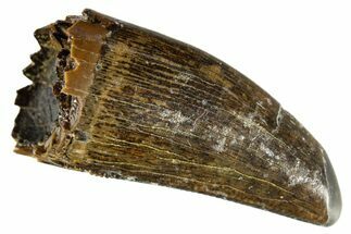 Fossil Tyrannosaur Tooth - Judith River Formation #313306