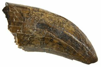 Serrated Tyrannosaur Tooth - Judith River Formation #313312