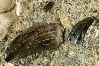 Juvenile Tyrannosaur Tooth and Raptor Tooth in Rock - Judith River Fm #313349