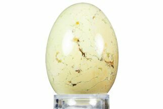 Polished Citron (Lemon) Chrysoprase Egg - Western Australia #312672