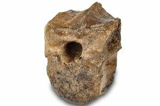 Hadrosaur (Brachylophosaurus?) Dorsal Vertebra - Montana #313409