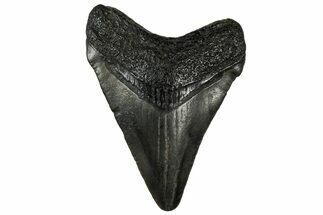 Fossil Chubutensis Tooth - Megalodon Ancestor #313608