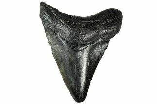 Juvenile Megalodon Tooth - South Carolina #313613