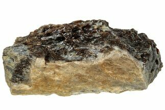 Fossil Tyrannosaur (T rex) Bone Section - Wyoming #313918