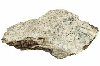 Fossil Tyrannosaur (T rex) Bone Section - Wyoming #313981