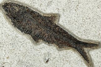 Detailed Fossil Fish (Knightia) - Wyoming #314001