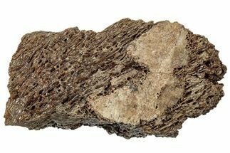 Fossil Tyrannosaur (T rex) Bone Section - Wyoming #314009