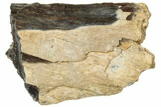 Fossil Tyrannosaur (T rex) Bone Section - Wyoming #314015