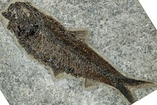 Detailed Fossil Fish (Knightia) - Large For Species #314018