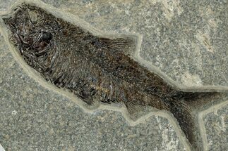 Detailed Fossil Fish (Knightia) - Wyoming #314020