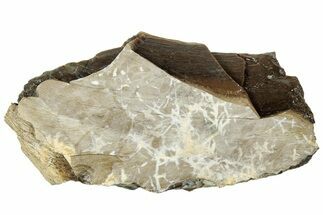 Fossil Tyrannosaur (T rex) Rib Bone Section - Wyoming #314025