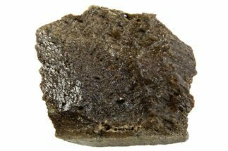 Fossil Tyrannosaur (T rex) Bone Section - Wyoming #313940