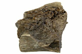 Fossil Tyrannosaur (T rex) Bone Section - Wyoming #313943