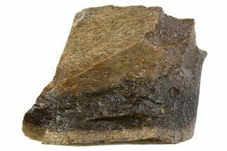Fossil Tyrannosaur (T rex) Bone Section - Wyoming #313949