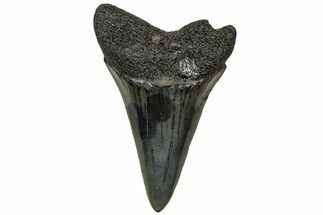 Fossil Broad-Toothed Mako Tooth - South Carolina #313579