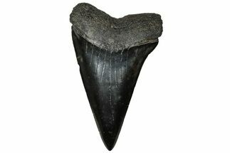 Fossil Broad-Toothed Mako Tooth - South Carolina #313582