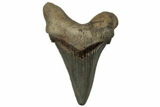 Serrated Angustidens Tooth - Megalodon Ancestor #313750