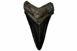 Serrated Angustidens Tooth - Megalodon Ancestor #313755